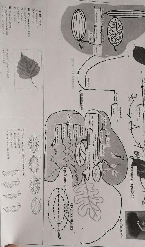 с биологией 6 классцель: выяснить как внешнее строение листа связано с его функцией ​