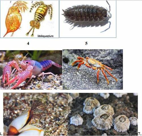 1. Определите ракообразного по рисунку. (Кинул рисунки) 2. Напишите небольшое сообщение о любом из в