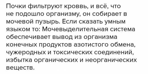 Как взаимосвязаны между собой кровеносная и мочевыделительная системы? Какое это имеет значение для