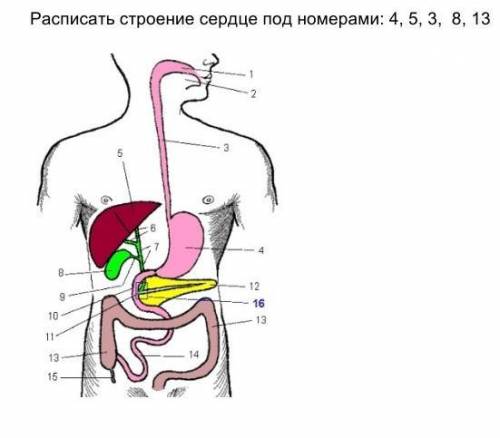 Расписать строение сердце под номерами: 4, 5, 3,  8, 13​