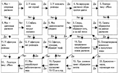 Составить лабиринт ( 12 предложений ) по теме Отдел Покрытосеменные. Пример лабиринта: