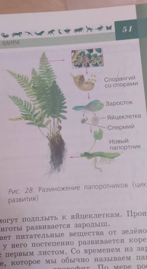 Лабораторная работа, 7 класс, биология. 14 параграф, учебник «Пасечкин». Кратко.рисунок: