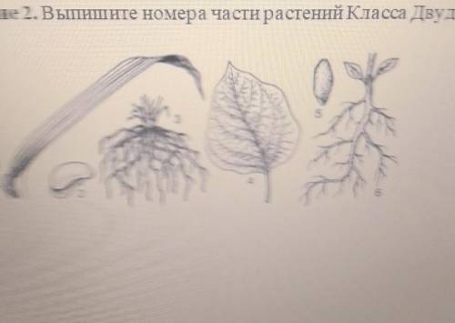 Задание 2.Выпишите номера части растений Класса Двудольных.​