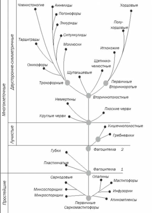Постройте схему «Классификация животных», используя слова многоклеточные Многоклеточные Беспозвоночн