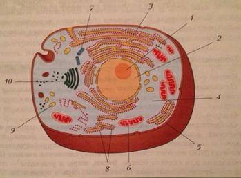 Опишите органоиды (№1, №6, №10 на рис. 2) по следующему плану: 2.1. Назовите этот органоид 2.2. К ка