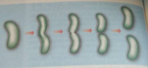 Используя рисунок на с. 62 учебника, расскажите, как раз-множаются бактерии​