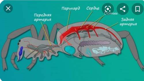 Выберите все верные суждения о кровеносной системе паукообразных. Кровеносная система паукообразныхУ