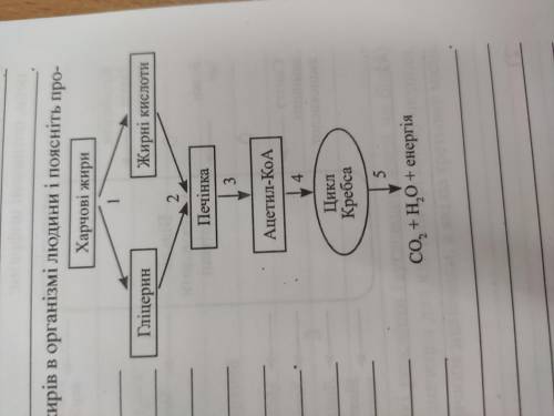 Розгляньте схему обміну жирів в організмі людини і поясніть процеси , позначені цифрами