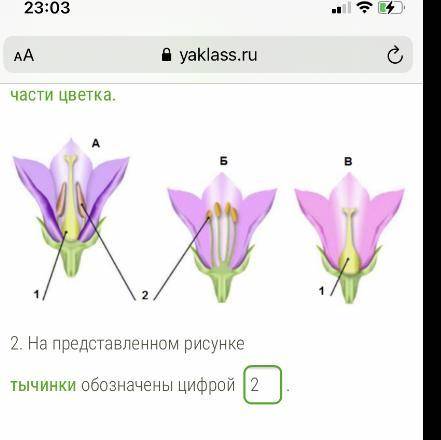 3. Репродуктивные части имеют цветки, обозначенные на рисунке буквами ... (впиши нужные буквы, без п