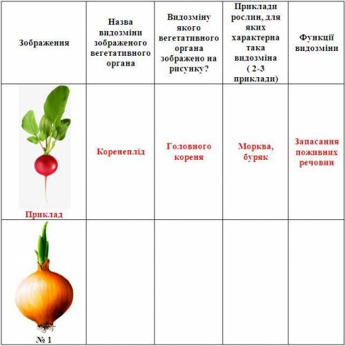 Заповніть таблицю «Видозміни вегетативних органів», за наведеним прикладом (рисунки малювати НЕ потр