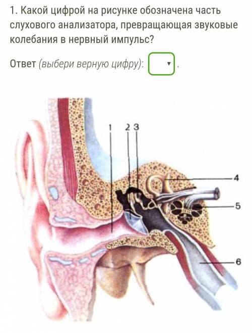 Какой цифрой на рисунке обозначена часть слухового анализатора, превращающая звуковые колебания в не