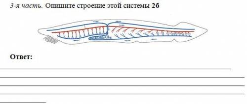 Опишите систему ланцетника по фото!