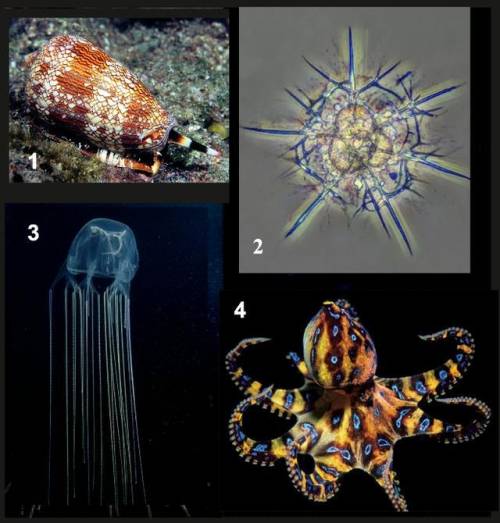 Какой из морских организмов, которых вы видите на фотографиях, не опасен для человека: