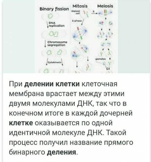 Как происходят деление клеток