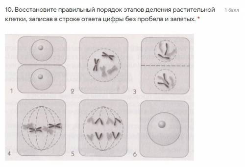 Восстановите правильный порядок этапов деления растительной клетки.