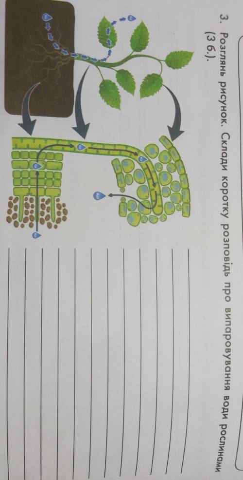 склади коротку розповідь про випаровування води рослинами (кому надо, может уже писали биология 6 кл