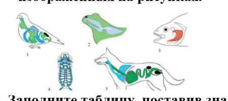 1. По рисункам определите типы дыхания (трахеи, жабры, легкие, кожа) животных и сравните органы дыха