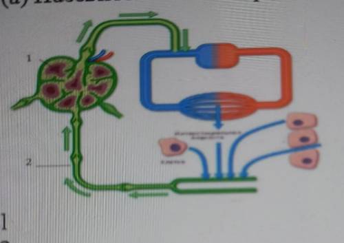 Задание 1(а) Назовите части лимфатической системы.12г11​