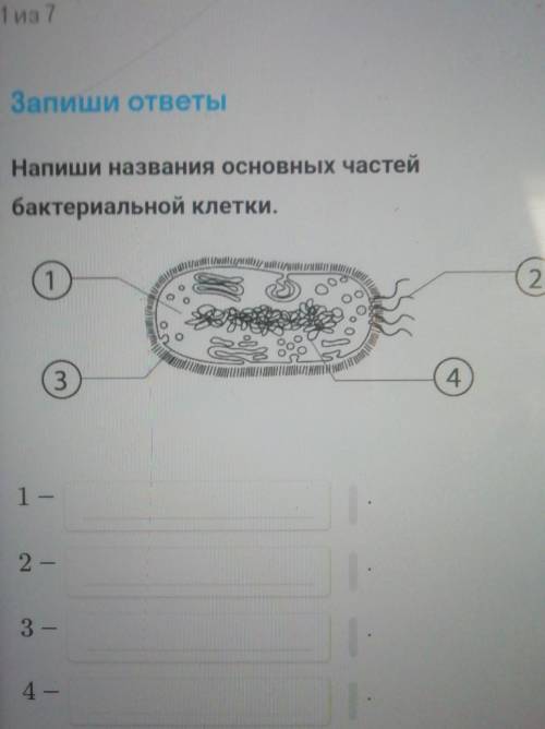 Напишите названия основных частей бактериальной клетки​