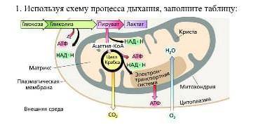 Используя схему процесса дыхания заполните таблицу