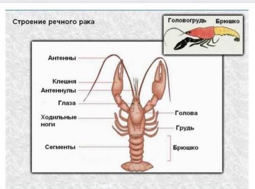 Рассмотрите органы, расположенные на головогруди. Найдите пару сложных глаз, расположенных на длинны