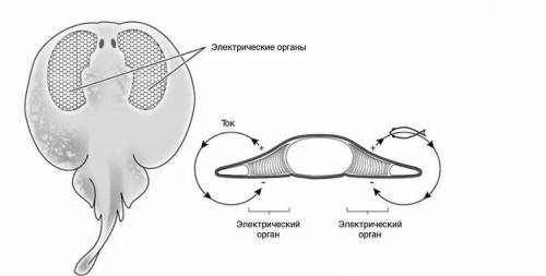 1)назови чувствительные образования у акулы и ската ощущать электрические сигналы из окружающей сред