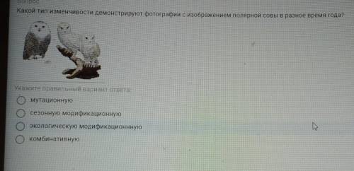 Какой тип изменчивости демонстрирует фотографии с изображением Полярной совы в разное время года​