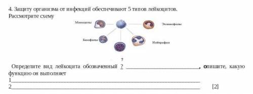 Защиту организма от инфекций обеспечивают 5 типов лейкоцитов. Рассмотрите схему Определите вид лейко