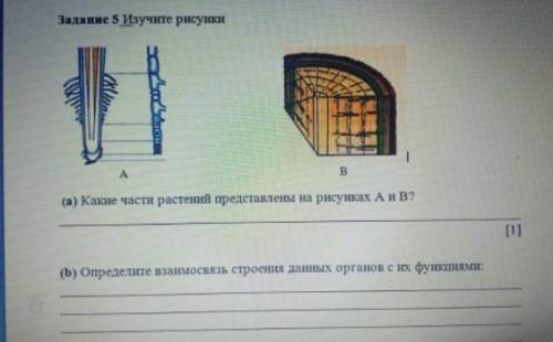 Задание 5 Изучите (а) Какие части растений представлены на рисунках А и В?(b) Определите взаимосвязь