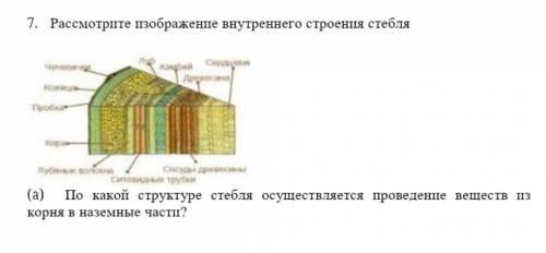 (b) поясните, как строение стебля связано с его ролью в проведении воды и питательных веществ ​