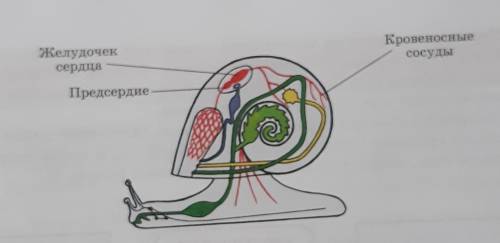 (а) Подпишите строение кровеносной системы улитки и укажите типкровеносной системы:​