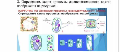 2. Определите, какие процессы жизнедеятельности клетки изображены на рисунках.