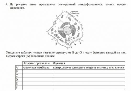 Строение клетки животного по картинке