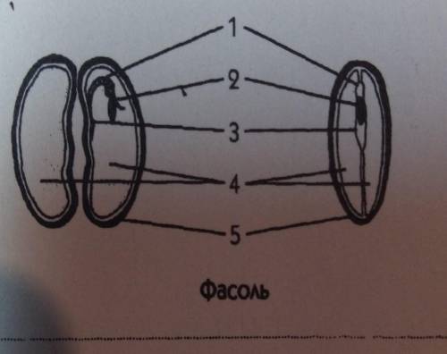 Рите рисунок, на котором схематически изображено разрезанное емя фасоли. Определите и подпишите назв