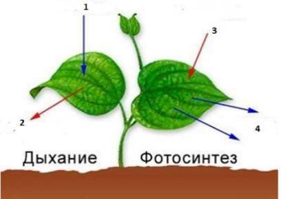 Под какими номерами на схеме отмечена молекула углекислого газа? Укажите правильный вариант ответа: