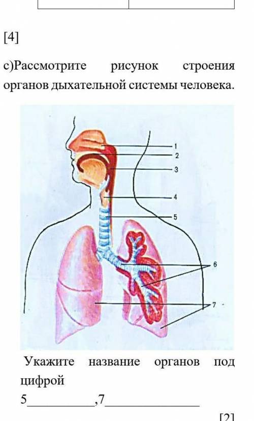 Задания суммативного оценивания за 2 четверть по предмету «Биология»1.а) Определите органы растений,