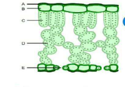 3. На рисунке показано внутреннее строение листа. Объясните, какую роль выполняют в процессе фотосин