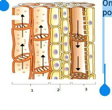 4. На рисунке изображены структуры, участвующие в транспорте веществ в растениях. Определите, под ка