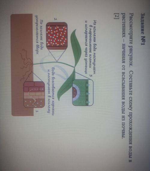 Задание №1 Рассмотрите рисунок. Составьте схему прохождения воды врастениях - начиная от всасывания
