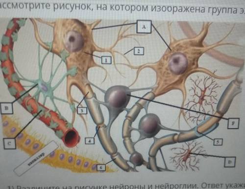 Рассмотрите рисунок, на котором изображена группа элементов нервной ткани капилляр 1) Различите на р