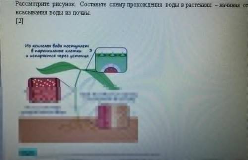 Рассмотрите рисунок. Составьте схему прохождения воды в растениях – начиная от всасывания воды из по