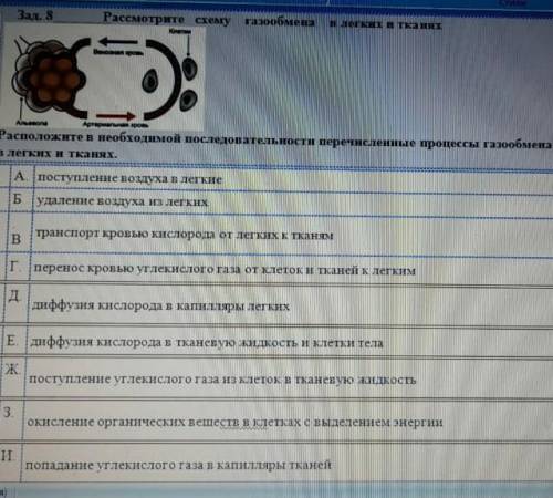 Рассмотрите схему газообмена в лёгких и тканях положите в необходимой последовательности Перечислите