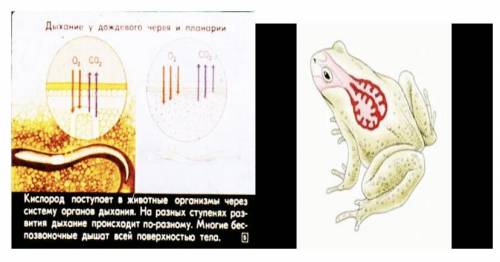 Рассмотрите рисунки Сравните органы дыхания дождевого червя и лягушки, заполните пропуски в таблице.