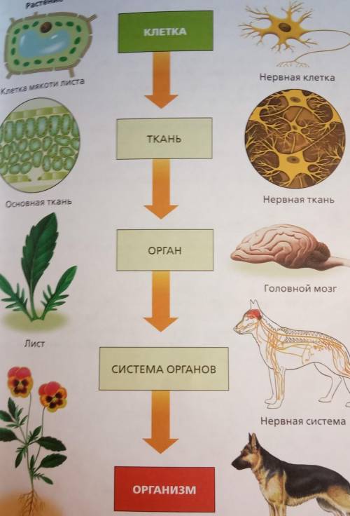 1. Проанализируйте рисунок на с. 57. Что является структурной и функциональной единицей живого орган