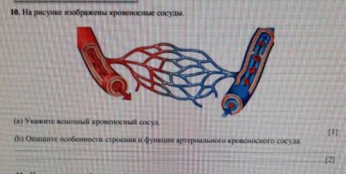 на рисунке На рисунке изображены кровеносные сосуды а Укажите венозной кровяной сосуд б Опишите особ