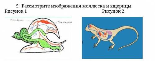 С 1. Рассмотрите изображения моллюска и ящерицыА) назовите структуры, обеспечивающие транспорт вещес