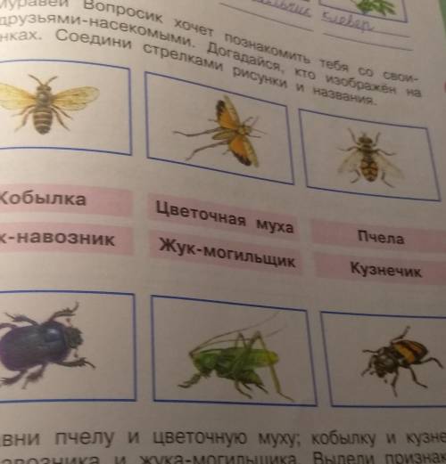 Муравей Вопросик хочет познакомить тебя со своими друзьями насекомыми. Догадайся, кто изображён на р