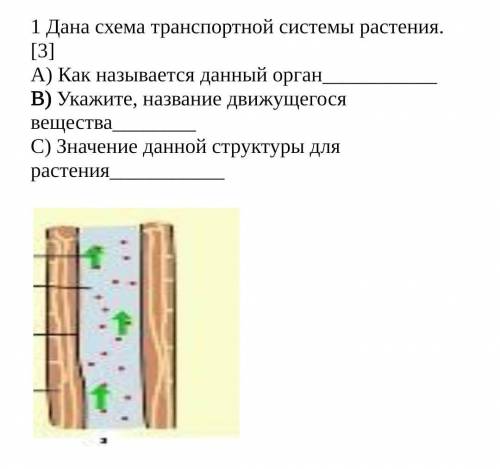 Дана схема транспортной системы растения. [3] А) Как называется данный органВ) Укажите, название дви