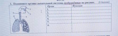 1. Подпишите органы дыхательной системы, изображенные на рисунке.Oрган1.2.4.5.6.Функция​