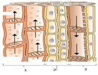 1 Дана схема транспортной системы растения. [3] А) Как называется данный орган В) Укажите, название